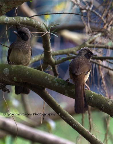 Masked Laughingthrush
Found in family groups in scrub. These were photographed in the Chinese University grounds.